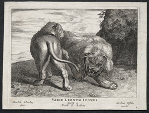 Various Lions by Abraham Blooteling