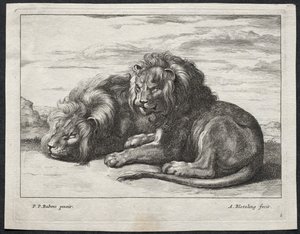 Various Lions by Abraham Blooteling