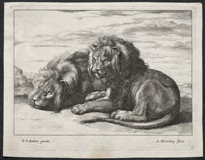 Various Lions by Abraham Blooteling