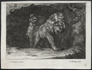 Various Lions by Abraham Blooteling