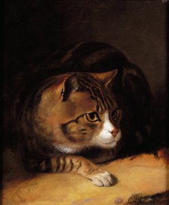A Tabby Cat