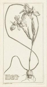 Iris by Abraham Delfos
