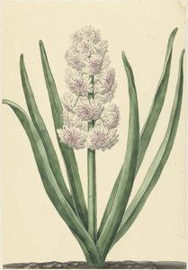 The Rose-White Hyacinth States General by Abraham Hendrik van Beesten