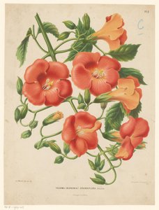 Bignonia by Abraham Jacobus Wendel
