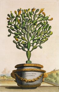 Opuntia Maior Augustifolia, from Phytographia Curiosa
