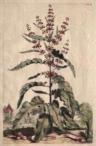 Phytographia Curiosa: Lapathum Longifolium Crispum by Abraham Munting