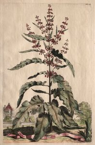 Phytographia Curiosa: Lapathum Longifolium Crispum by Abraham Munting