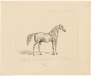 Arabian Stallion