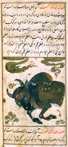 Constellations of the Zodiac: Taurus, the Bull, from Talim dar marifat i taqvuim, 1498 (903 Hijra)