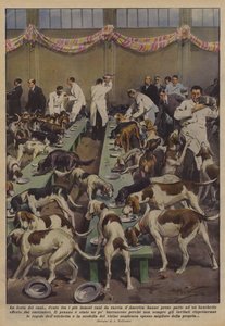 The Dog Festival