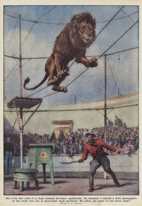 Never Seen the King of Animals Become a Tightrope Walker