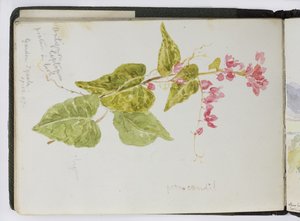 Sketchbook of watercolours, Drawings and Notes, Mexico, 1896-1898 by Adela Breton