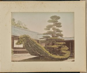 Pine Tree, Kinkakuji by Adolfo Farsari