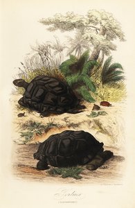 Aldabra giant tortoise, Aldabrachelys gigantea, vulnerable by Adolph (after) Fries