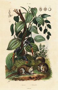 Black Pepper and Southern Flying Squirrel by Adolph (after) Fries
