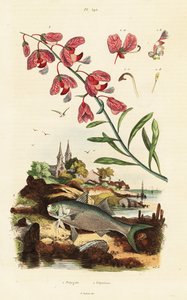 Cape Milkwood and Paradise Threadfin