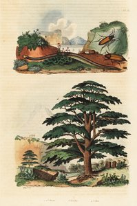 Cedar of Lebanon, Two-lined Caecilian and Click Beetles (engraving)