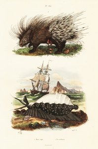 Crested porcupine and tiger cowrie by Adolph (after) Fries