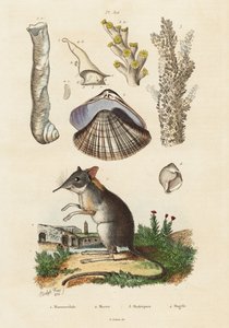 Elephant shrew, clam and corals (engraving) by Adolph (after) Fries