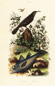 Grey-Crowned Babbler and Black Cardinal Fish by Adolph (after) Fries