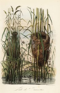 Nests of the Streaked Fantail Warbler, Cisticola juncidis, and Reed Warbler, Acrocephalus scirpaceus by Adolph (after) Fries