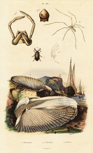 Piddock, Clam, Beetle and Spider by Adolph (after) Fries