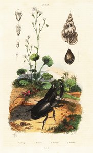 Rhinoceros beetle, snail and saxifrage by Adolph (after) Fries