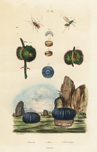 Sea anemone and insects