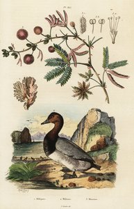 Sea Ginger, Pochard and Sensitive Plant, 1834-1839 (engraving) by Adolph (after) Fries