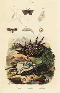 Spider Conch and Drain Flies by Adolph (after) Fries