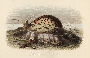 Tiger cowrie by Adolph (after) Fries