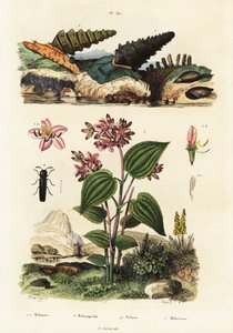 Trumpet snails, soldier beetles and Clidemia by Adolph (after) Fries