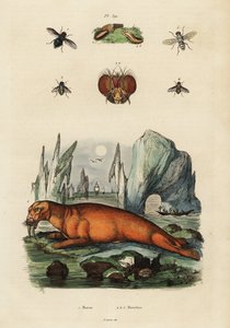 Walrus and Flies, 1834-1839 (engraving) by Adolph (after) Fries