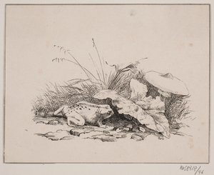The Toad by Johan Adolph Kittendorff