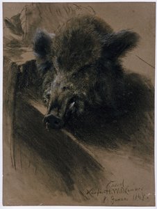 The Head of a Wild Boar in the Electoral Game Chamber in Kassel by Adolph Menzel