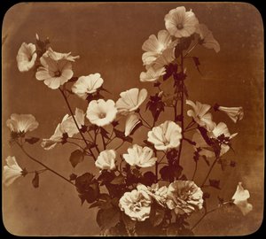 Flower Study, Rose of Sharon by Adolphe Braun