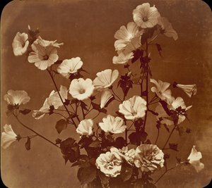 Flower Study, Rose of Sharon