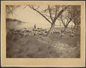 Shepherd and Flock of Sheep by Adolphe Braun