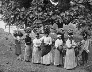 Banana carriers, Jamaica