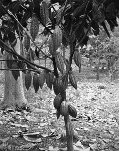 Cocoa tree, Jamaica, c1905