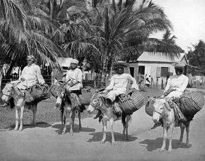 On the Way Home from Market, Jamaica