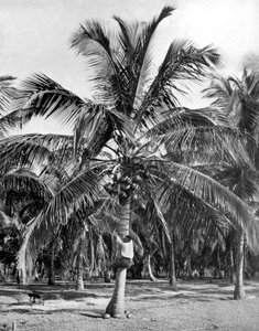 Picking coconuts, Jamaica