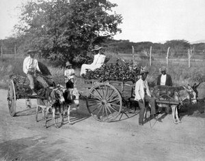 Wood Carts, Jamaica