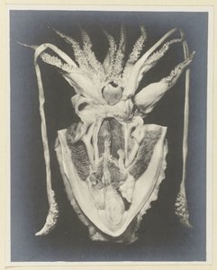 Anatomy of a Squid