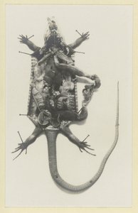 Dissected Green Lizard with Visible Organs by Adolphe Louis Donnadieu