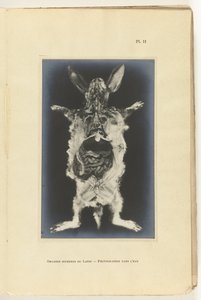 Dissected rabbit with visible organs by Adolphe Louis Donnadieu