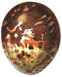 Egg of a Honey Buzzard, 1923 by Adolphe Philippe Millot
