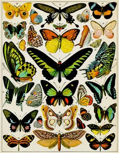 Illustration of Butterflies and Moths c.1923 by Adolphe Philippe Millot
