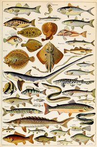 Illustration of Edible Fish c.1923 by Adolphe Philippe Millot