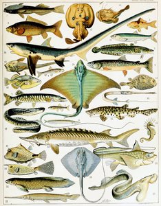 Illustration of Fish by Adolphe Philippe Millot
